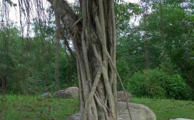 Ficus microcarpa L.f. 榕樹