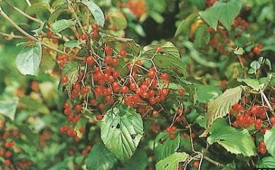 Viburnum luzonicum Rolfe 呂宋莢蒾