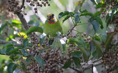 Psilopogon nuchalis (Gould, 1863) 五色鳥