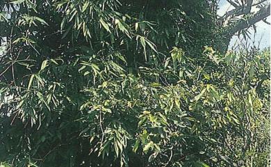 Schizostachyum diffusum (Blanco) Merr. 莎勒竹