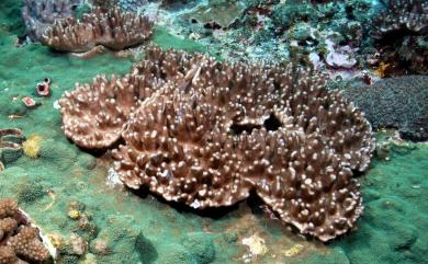 Cladiella pachyclados (Klunzinger, 1877) 粗壯小枝軟珊瑚