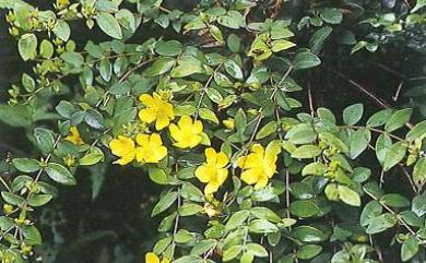 Hypericum formosanum Maxim. 臺灣金絲桃
