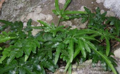 Pteris ensiformis Burm. 箭葉鳳尾蕨