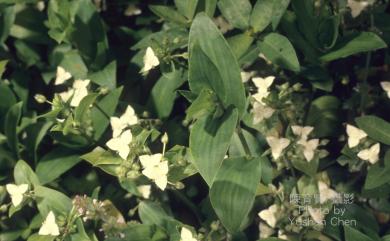 Tradescantia fluminensis 紫葉水竹草