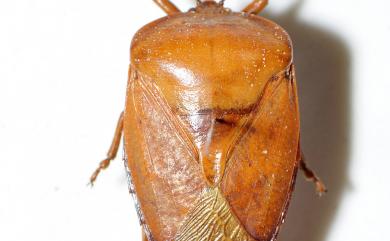 Tessaratoma papillosa (Drury, 1770) 荔枝椿象