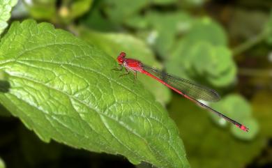 Pseudagrion pilidorsum pilidorsum 弓背細蟌