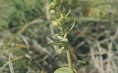 Epipactis helleborine subsp. ohwii 臺灣鈴蘭