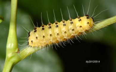 Illiberis phacusana Strand, 1915 銅腹透翅斑蛾