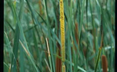 Typha angustifolia 水燭