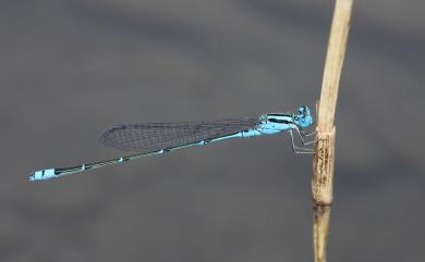 Pseudagrion microcephalum (Rambur, 1842) 瘦面細蟌