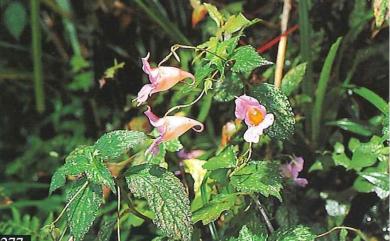 Impatiens uniflora Hayata 紫花鳳仙花