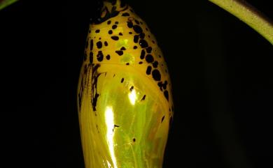 Idea leuconoe clara (Butler, 1867) 大白斑蝶