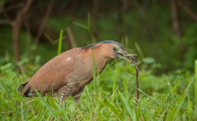 Gorsachius melanolophus (Raffles, 1822) 黑冠麻鷺