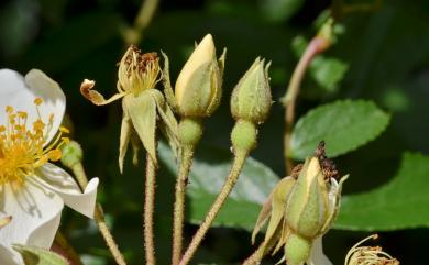 Rosa sambucina Koidz. 山薔薇