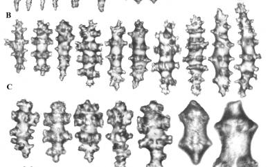 Sarcophyton crassocaule Moser, 1919 肥厚肉質軟珊瑚