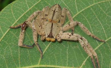 Heteropoda pingtungensis Zhu & Tso, 2006 屏東高腳蛛