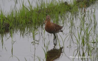 Limosa limosa melanuroides 黑尾鷸