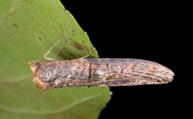 Lophoptera longipennis (Moore, 1882) 長翅脊蕊夜蛾