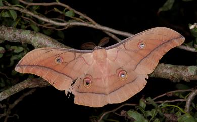 Antheraea superba Inoue, 1964 大透目天蠶蛾