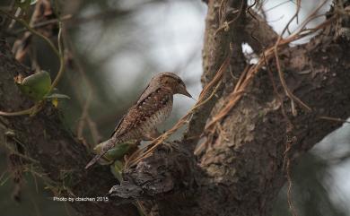 Jynx torquilla chinensis Hesse, 1911 地啄木