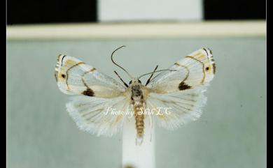 Gargela renatusalis (Walker, 1859)