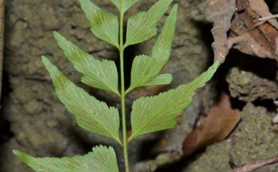 Asplenium polyodon 革葉鐵角蕨