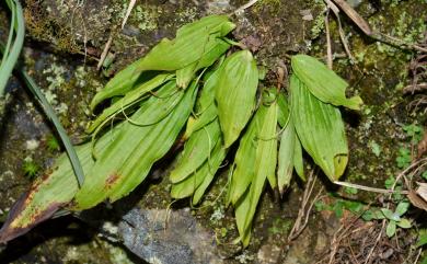 Pleione bulbocodioides 臺灣一葉蘭