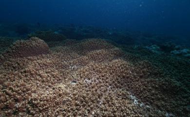 Sinularia nanolobata Verseveldt, 1977 小葉指形軟珊瑚
