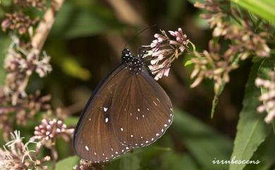 Euploea sylvester swinhoei Wallace, 1866 雙標紫斑蝶