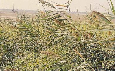 Phragmites australis (Cav.) Trin. ex Steud. 蘆葦