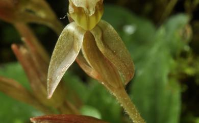 Goodyera viridiflora (Blume) Lindl. ex D.Dietr. 鳥喙斑葉蘭