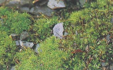 Trematodon longicollis Michx., 1803 長蒴苔
