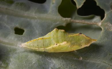 Pieris rapae crucivora Boisduval, 1836 白粉蝶