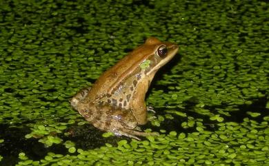 Hylarana latouchii (Boulenger, 1899) 拉都希氏赤蛙