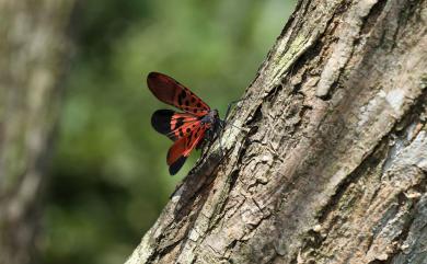 Lycorma meliae Kato, 1929 紅翅蠟蟬