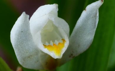 Cephalanthera longifolia (L.) Fritsch 高山頭蕊蘭