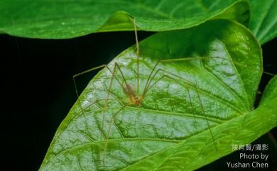 Spermophora senoculata Dugès, 1836 廣六眼幽靈蛛