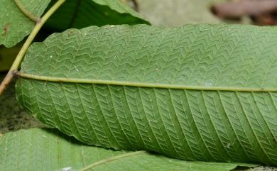 Pronephrium gymnopteridifrons (Hayata) Holttum 大羽新月蕨