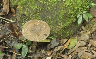 Amanita