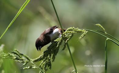 Lonchura striata swinhoei (Cabanis, 1882) 白腰文鳥