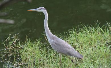 Ardea cinerea jouyi Clark, 1907 蒼鷺