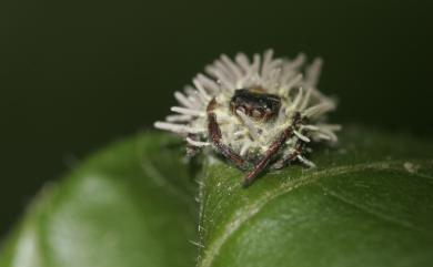 Gibellula pulchra 美麗球束梗孢黴