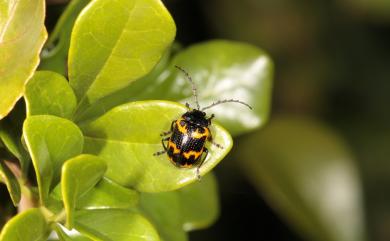 Gallerucida bifasciata Motsuchulsky, 1860 雙帶廣螢金花蟲