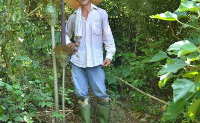 Amorphophallus hirtus 密毛魔芋