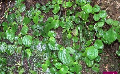 Bredia hirsuta var. rotundifolia (Yan Liu & C.H. Ou) S.F. Huang & T.C. Huang 圓葉布勒徳藤