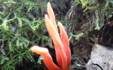 Clavulinopsis miyabeana (S. Ito) S. Ito 宮部擬鎖瑚菌