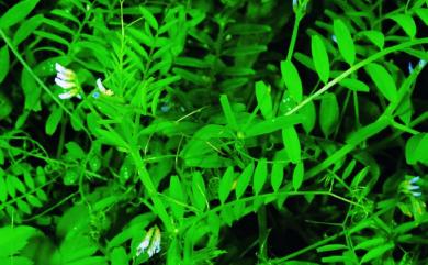 Vicia hirsuta (L.) Gray 小巢豆