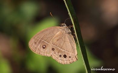 Mycalesis mineus (Linnaeus, 1758) 小眉眼蝶