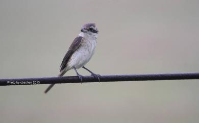 Lanius cristatus lucionensis (Linnaeus, 1766) 紅尾伯勞(普通亞種)