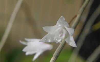 Dendrobium leptocladum 細莖石斛